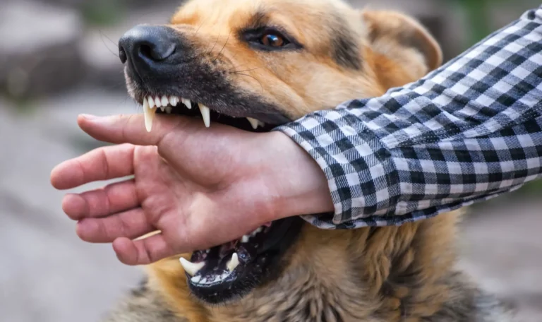 Close-up of an aggressive dog biting a person’s hand – legal help for dog bite victims in Connecticut.